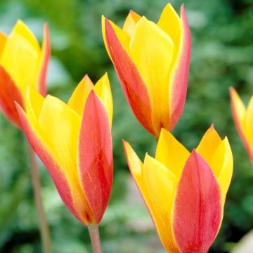 Tulip Clusiana Var Chrysantha Tubergens Gem - Pack of 12 Bulbs