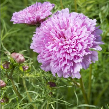 Cosmos bipinnatus Double Dutch Rose