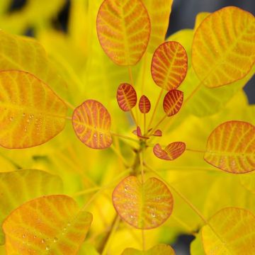 Cotinus coggygria Golden Lady - Smoke Bush