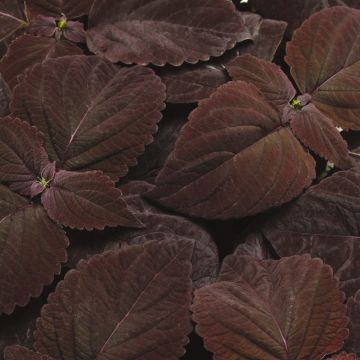 Coleus 'Premium Sun Dark Chocolate' - Solenostemon Plant