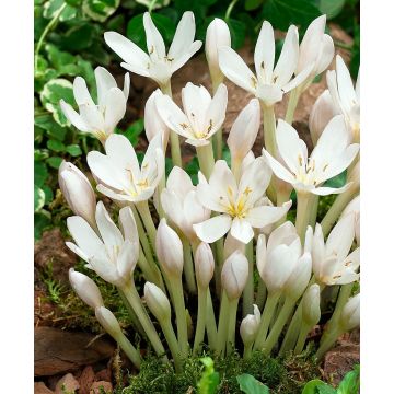 Colchicum autumnale 'Album' - White Flowered Autumn Crocus Bulb