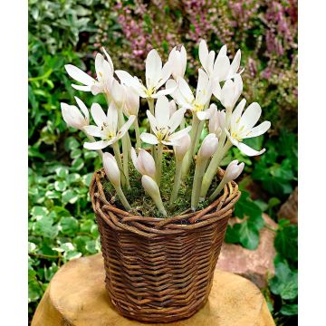 Colchicum autumnale 'Album' - White Flowered Autumn Crocus Bulb