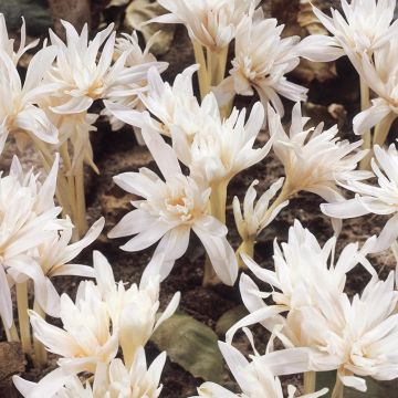 Colchicum autumnale 'Alboplenum' - Rare Double Flowered White Autumn Crocus Bulb