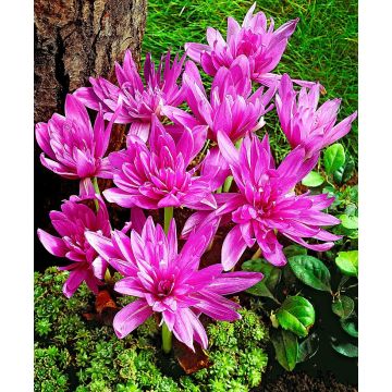 Colchicum 'Water Lily' - Double Flowered Autumn Crocus Bulb