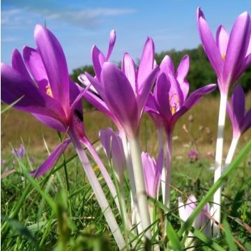 Colchicum autumnale - Autumn Crocus - In Bud & Bloom