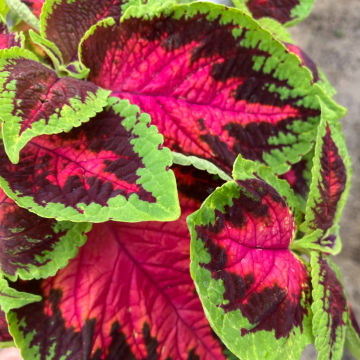 Coleus Watermelon