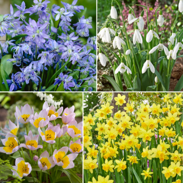 Woodland Collection - Pack of 50 Bulbs
