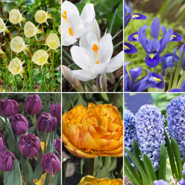 Starry Night Designer Collection - 45 Bulbs