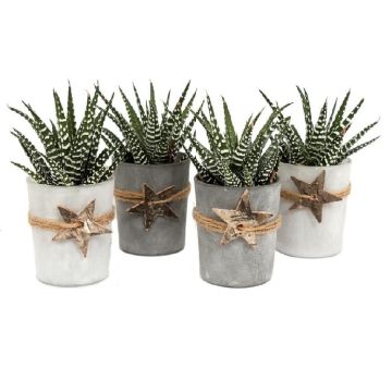 Collection of Four Succulent Partridge Aloes in frosted Glass Pots adorned with wooden stars