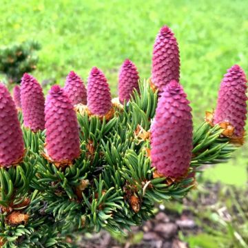 Picea pungens 'Lucky Strike' - Colorado Spruce