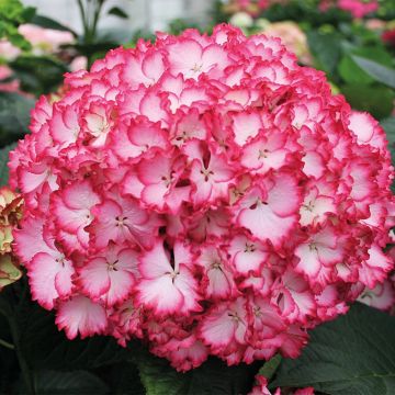 Hydrangea macrophylla Colour Dream - Mophead Hydrangea