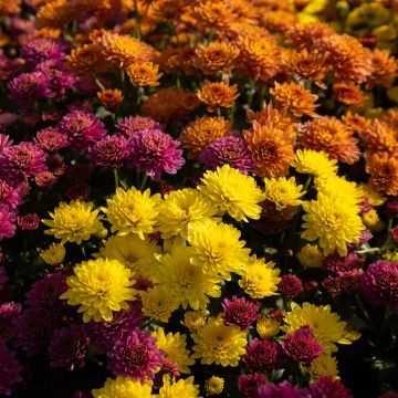 Colourful Garden Mum Chrysanthemum - Tricolour - In Bud and Bloom