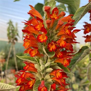 Colquhounia Coccinea