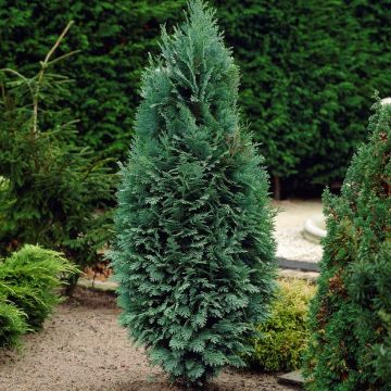 Chamaecyparis lawsonia 'Columnaris' Glauca - 80-100cm Steel Blue Specimen or Hedging Conifers