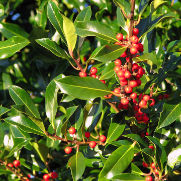 Ilex aquifolium - Common English Holly Tree