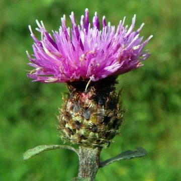Centaurea Nigra - Common Knapweed