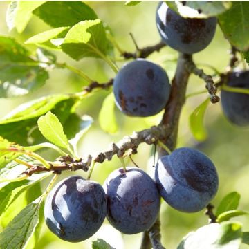 Plum - Prunus domestica Hauswetsche - German Purple Plum