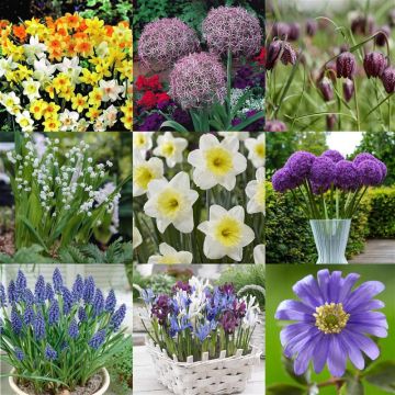 MEGA BOX Spring Magic Bulbs - Bundle of £126 worth of Autumn Planting Bulbs for under £25!!