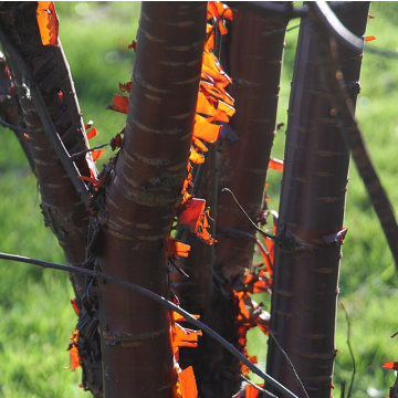 Prunus serrula 'Branklyn' - Tibetan Cherry Tree