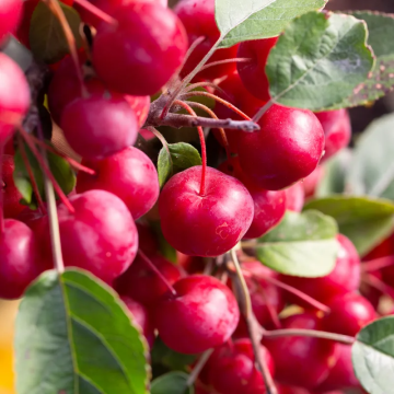 Malus 'R J Fulcher' - Crabapple Tree