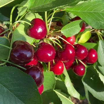 Cherry Tree - Sweetheart Bush (Colt)
