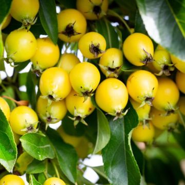 Crabapple Tree - Malus Comtesse de Paris