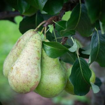 Pear Tree - Concorde