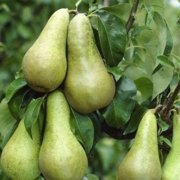 Pyrus communis Condo - Pear Tree