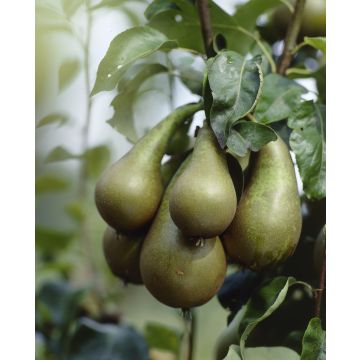 Pear - Pyrus Communis Conference - Patio Pillar Fruit Tree