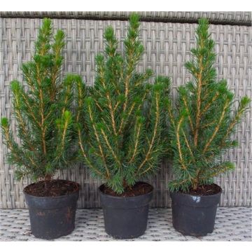 Pack of THREE Mini Christmas Trees - Picea - Ideal for Table Decoration