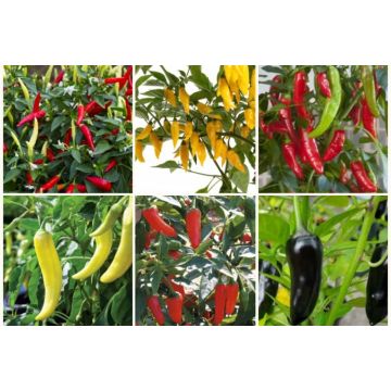 Container Chilli Pepper Collection -  Pack of SIX Plants