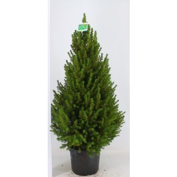 Contemporary Christmas Tree - EXTRA LARGE - circa 130-150cm Tree