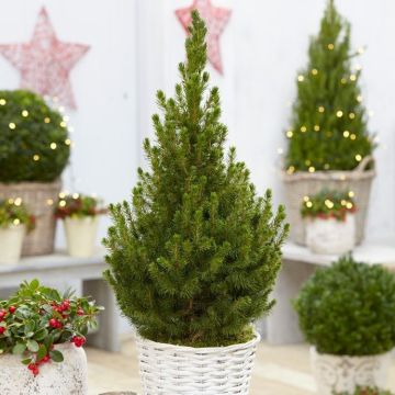 Contemporary Christmas Tree - 70-80cms