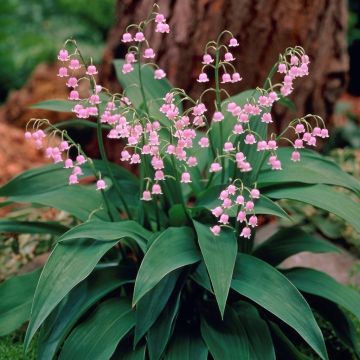 Convallaria Lily of the Valley Pink - Pack of THREE Convallaria Lily of the Valley Pink - Pack of THREE