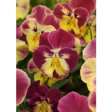 Pansy Trailing Strawberry Swirl - in Bud and Bloom