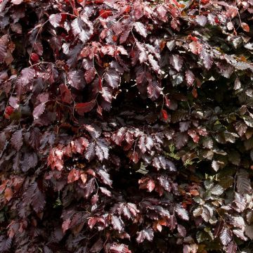 Fagus sylvatica atropurpurea - Purple Copper Beech - circa 150-200cms