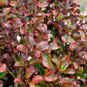 Coprosma 'Tequila Sunrise' - Looking Glass Plant