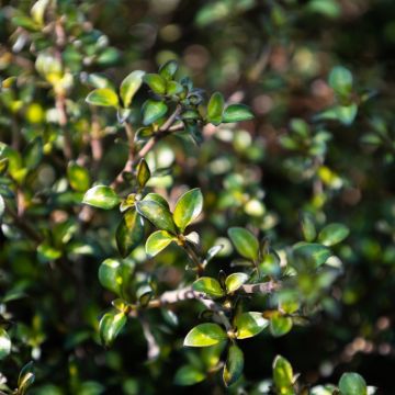 Coprosma 'Beatson's Gold' - Looking Glass Plant