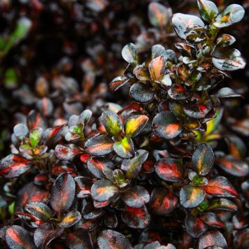 Coprosma City Knights