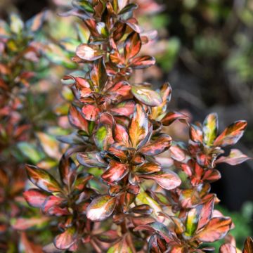 Coprosma Evening Glow