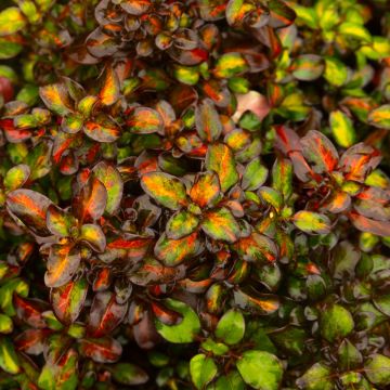 Coprosma 'Glowing Embers'