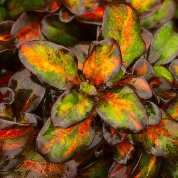 Coprosma 'Glowing Embers'