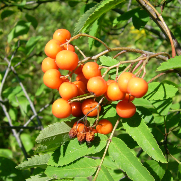 Sorbus aucuparia 'Croft Coral' - Mountain Ash Tree