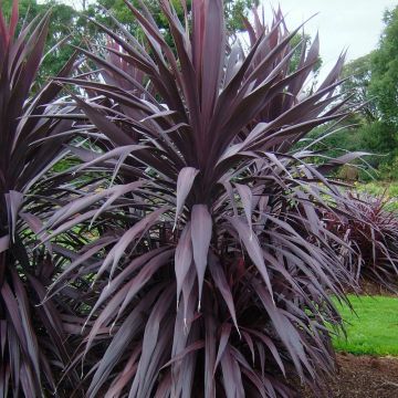 Cordyline Burgundy Spire