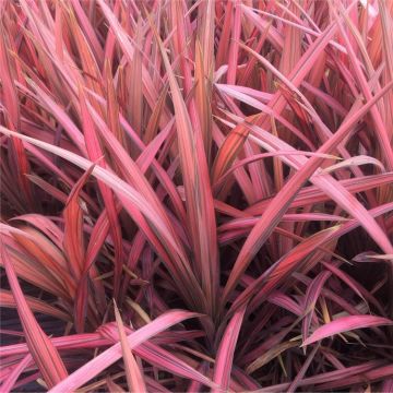 Cordyline australis Coral - New Coral-Pink Leaf Cordyline