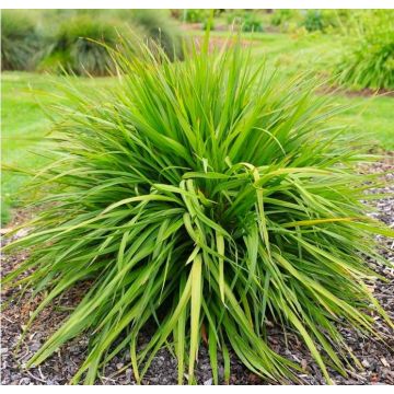 Cordyline Festival Lime