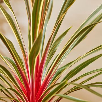 Cordyline Magic Star - Torbay Palm