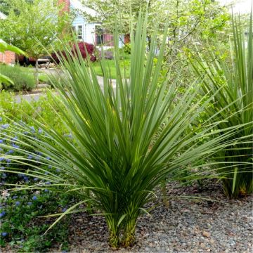 Multi Stem Cordyline australis Verde circa 100-120cm tall Specimen