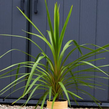 Cordyline Peko - circa 80cm tall
