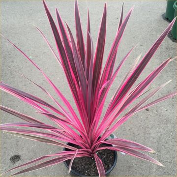 Cordyline australis "Pink Passion" - Stunning Pink Patio Torbay Palm Cordyline